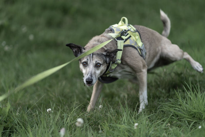 Dog wearing a green harness and leash in a grassy outdoor area