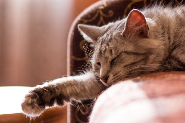 Tabby cat resting with eyes closed on a soft couch indoors