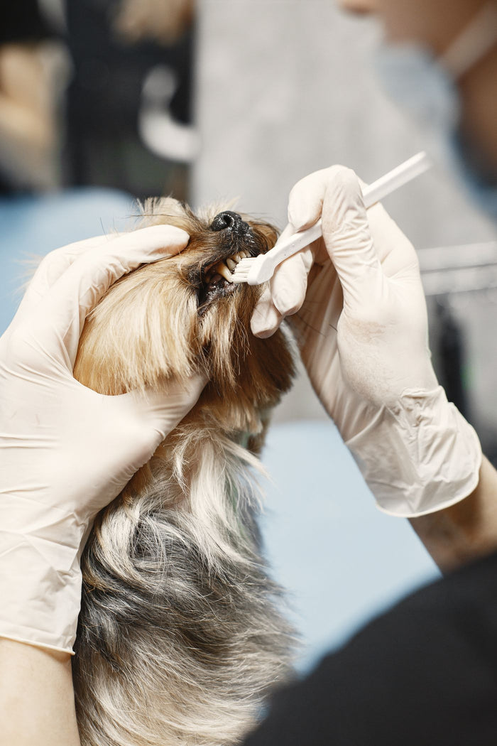 Gloved hands using a toothbrush on the outer teeth of a small dog