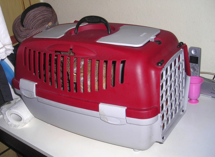Cat inside a red and light gray hard-sided carrier with ventilation slots and a front door