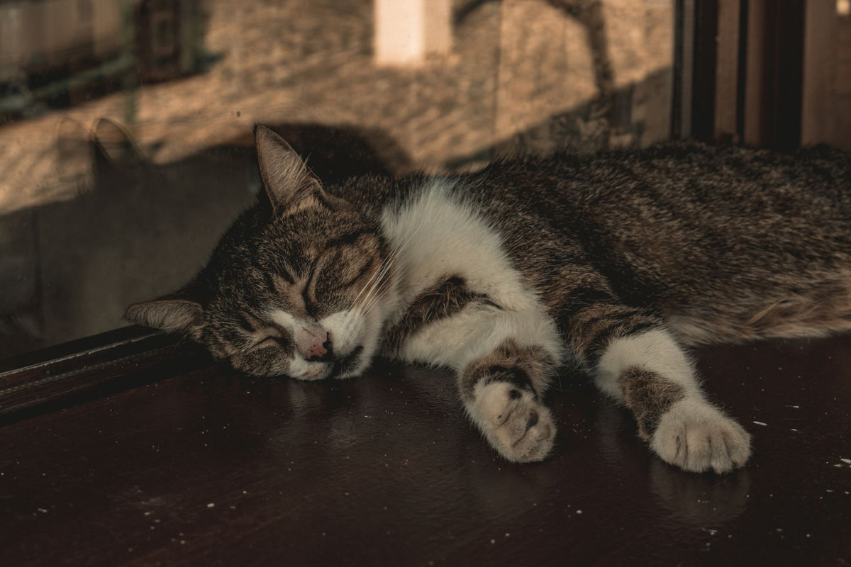 Tabby and white cat resting with eyes closed beside a window